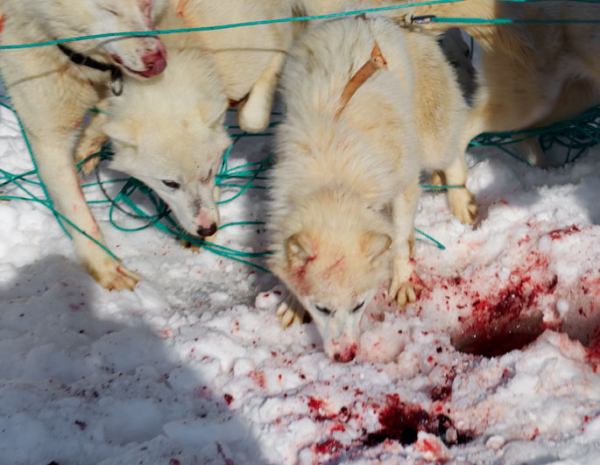 Tasiilaq jagt